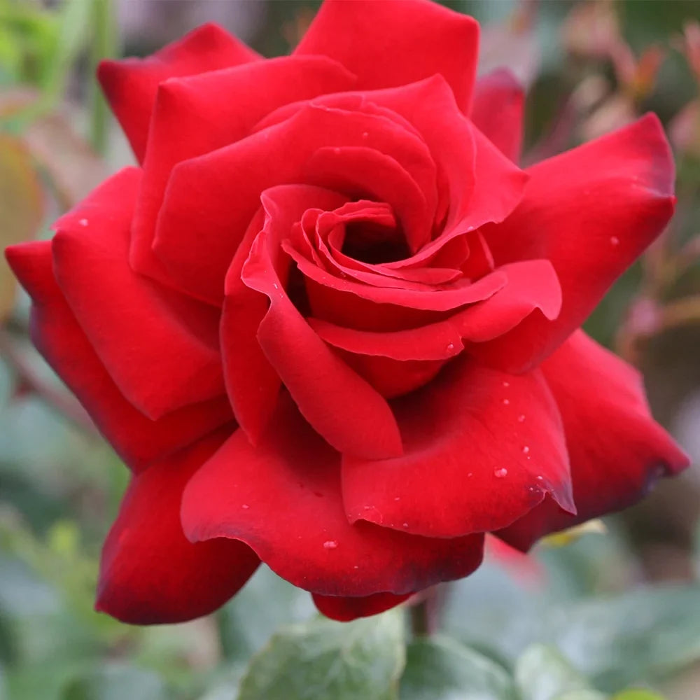 Own-Root One Gallon Black Beauty® Hybrid Tea Rose by Heirloom Roses