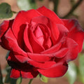 Own-Root One Gallon Black Beauty® Hybrid Tea Rose by Heirloom Roses