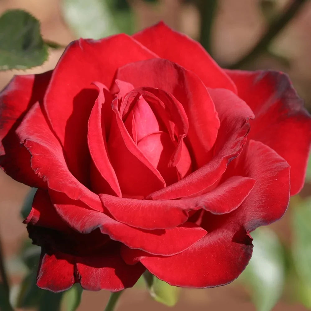 Own-Root One Gallon Black Beauty® Hybrid Tea Rose by Heirloom Roses