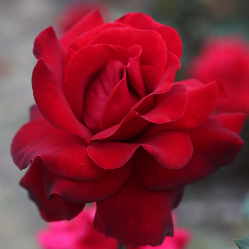 Own-Root One Gallon Black Beauty® Hybrid Tea Rose by Heirloom Roses