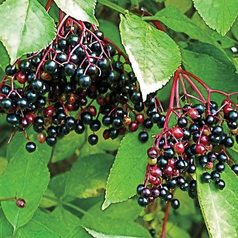 Samdal Elderberry (Sambucus) Dormant Bare Root Starter Fruiting Plant (1-Pack)