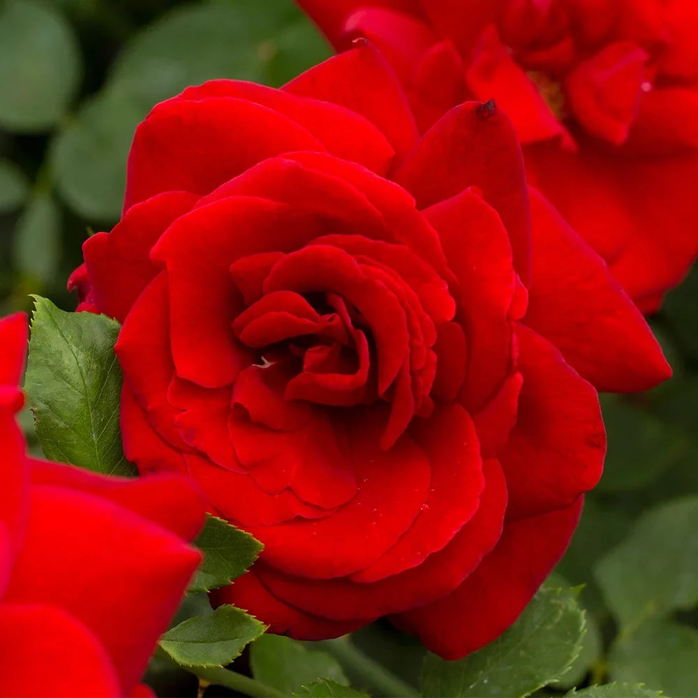 Own-Root One Gallon Black Beauty® Hybrid Tea Rose by Heirloom Roses